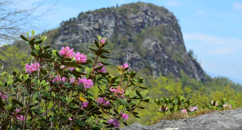 Pink wild flowers jut upwards in front of a mountain landscape.